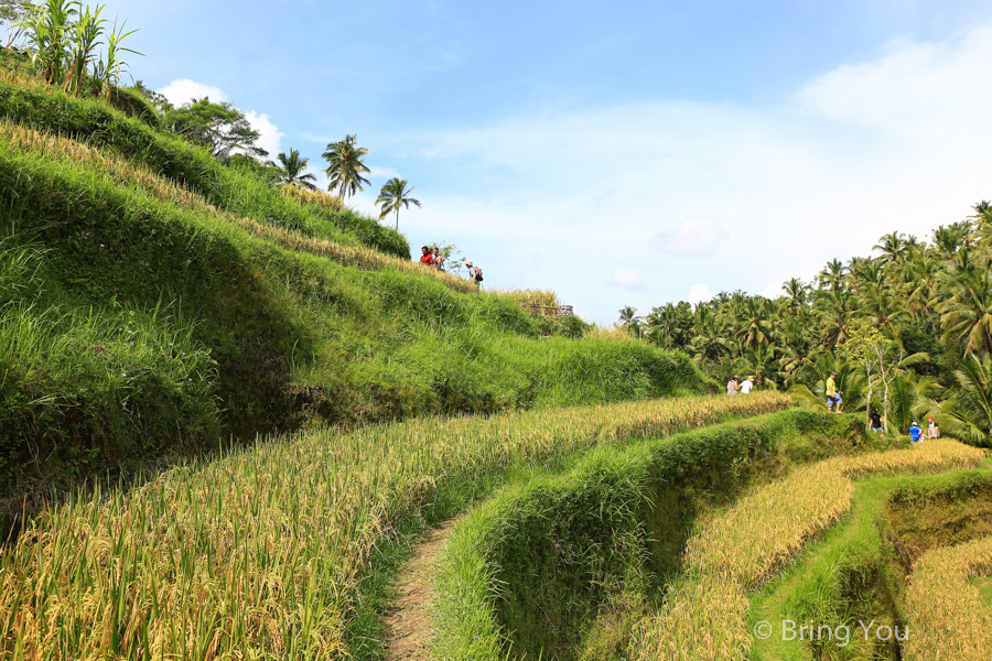 德哥拉朗梯田Tegallalang Rice Terrace