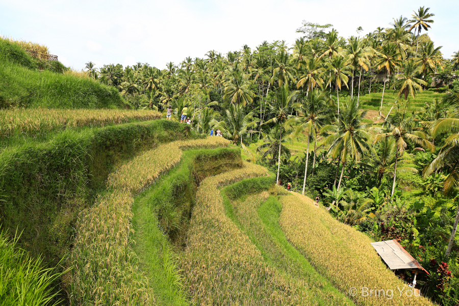 德哥拉朗梯田Tegallalang Rice Terrace