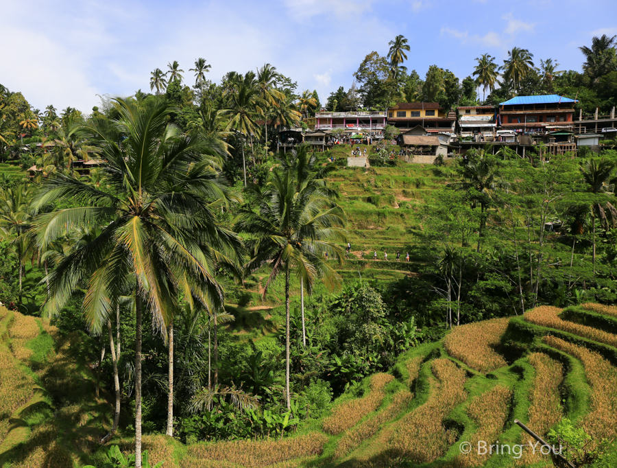 德哥拉朗梯田Tegallalang Rice Terrace