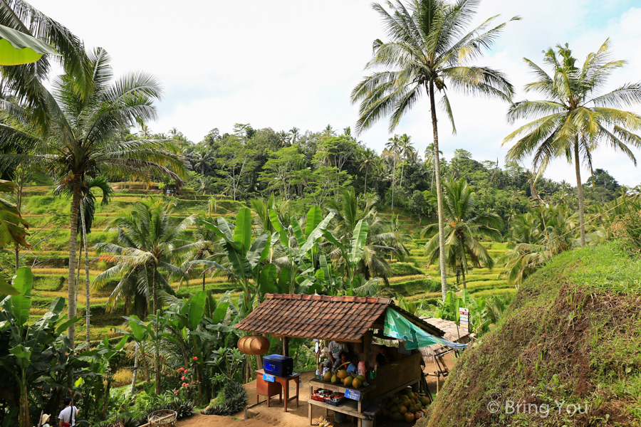 德哥拉朗梯田Tegallalang Rice Terrace