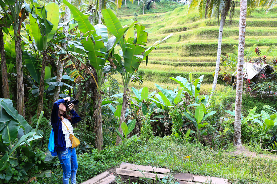 德哥拉朗梯田Tegallalang Rice Terrace