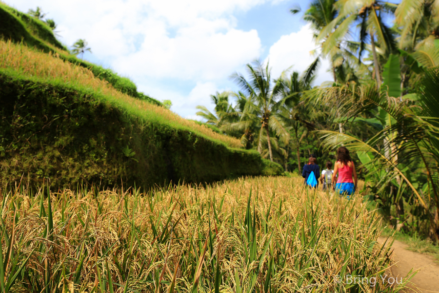 德哥拉朗梯田Tegallalang Rice Terrace