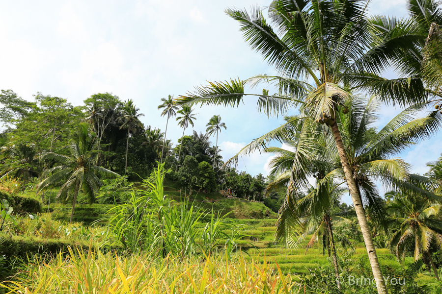 德哥拉朗梯田Tegallalang Rice Terrace