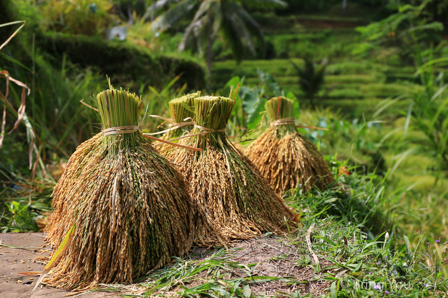 德哥拉朗梯田Tegallalang Rice Terrace