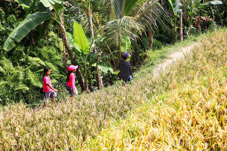 德哥拉朗梯田Tegallalang Rice Terrace