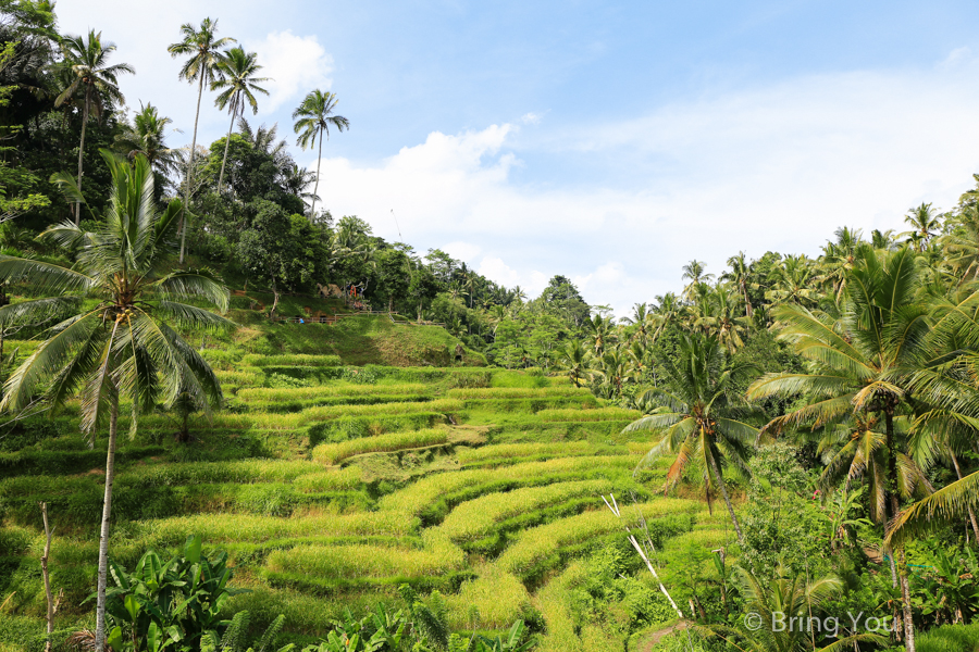 德哥拉朗梯田Tegallalang Rice Terrace