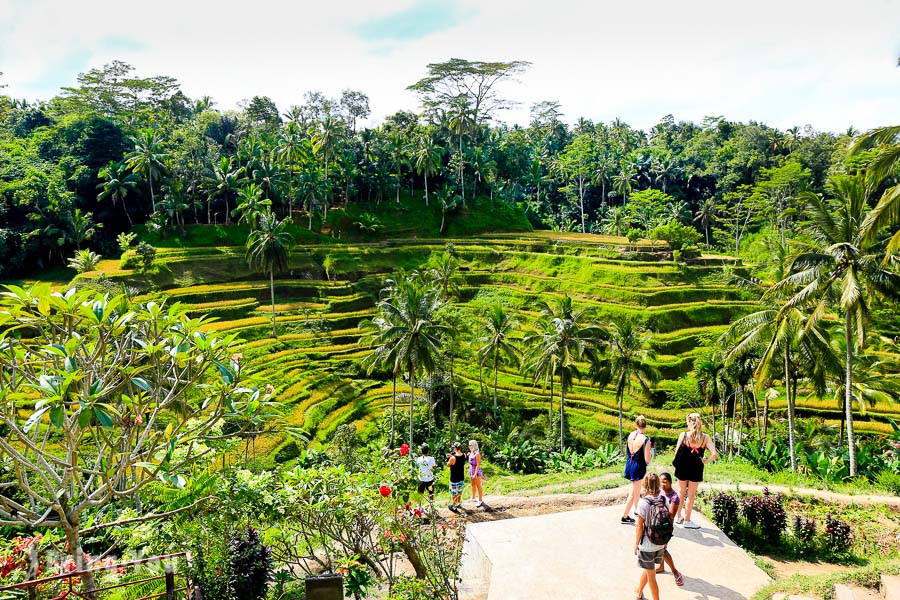 德哥拉朗梯田Tegallalang Rice Terrace