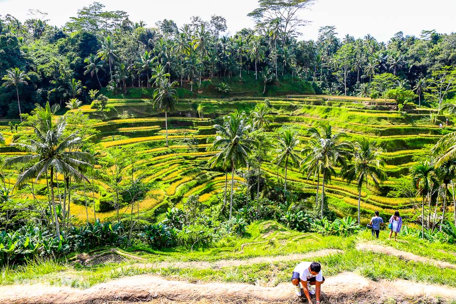 德哥拉朗梯田Tegallalang Rice Terrace
