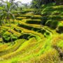 【峇里岛世界遗产】德哥拉朗梯田Tegallalang Rice Terrace：小而美的网美打卡景点