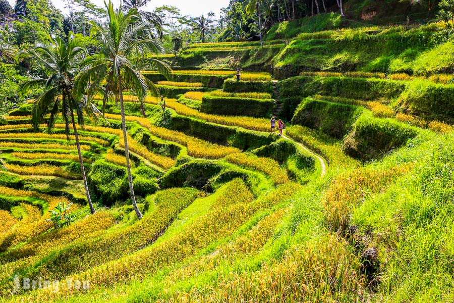 【峇里島世界遺產】德哥拉朗梯田Tegallalang Rice Terrace：小而美的網美打卡景點