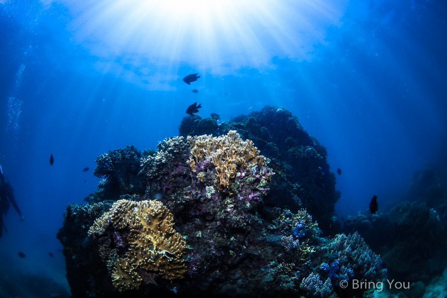 dive-in-kenting-23