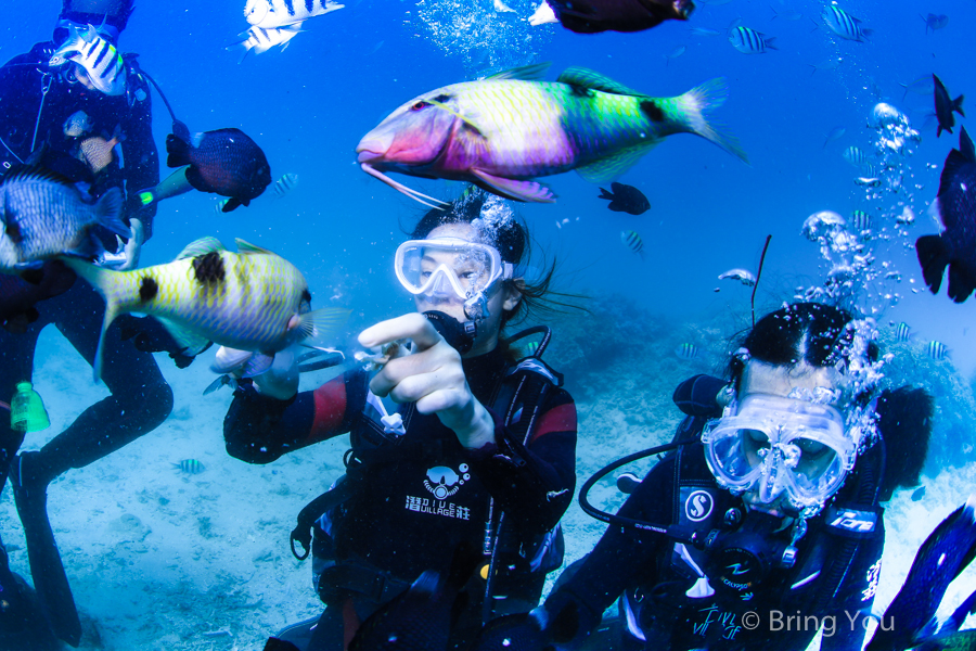 dive-in-kenting-31