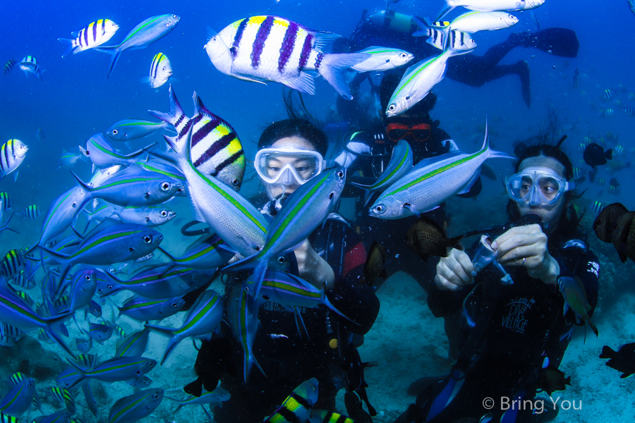 dive-in-kenting-34