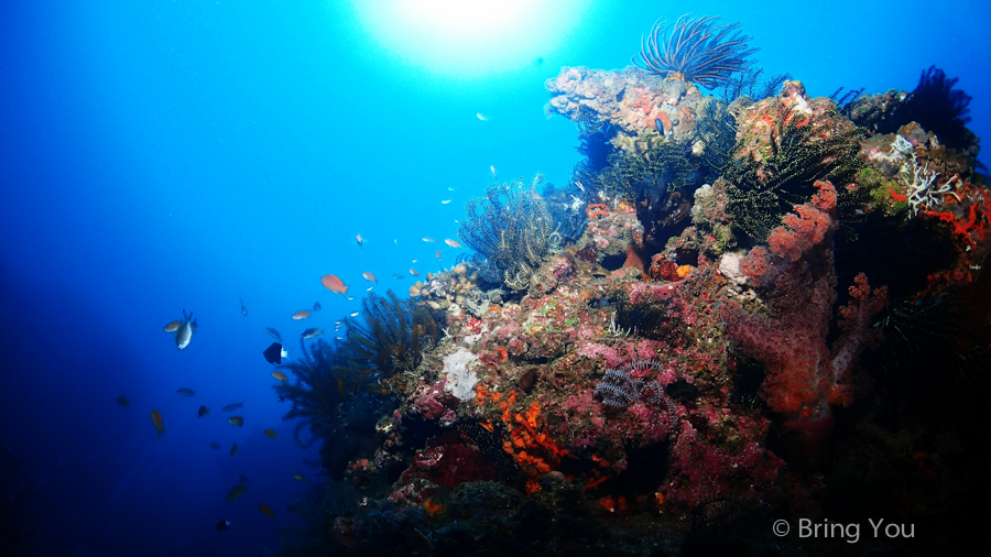 【墾丁好玩潛水體驗】被魚群包圍的海中美景，潛莊後壁湖岸潛&專業攝影