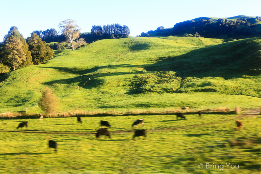 newzealand-headfirst-3