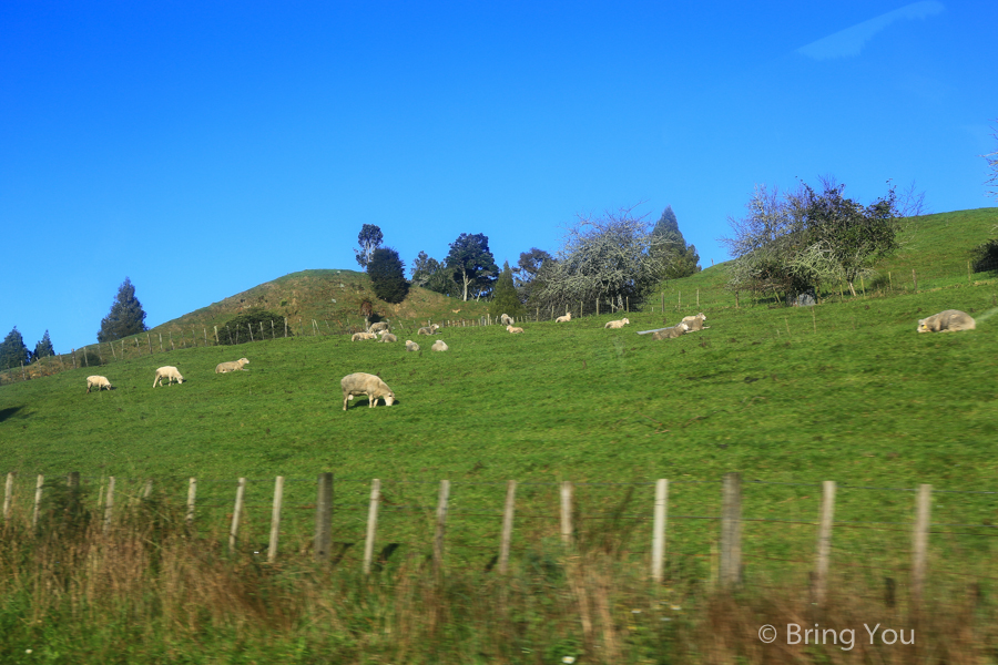 newzealand-headfirst-5