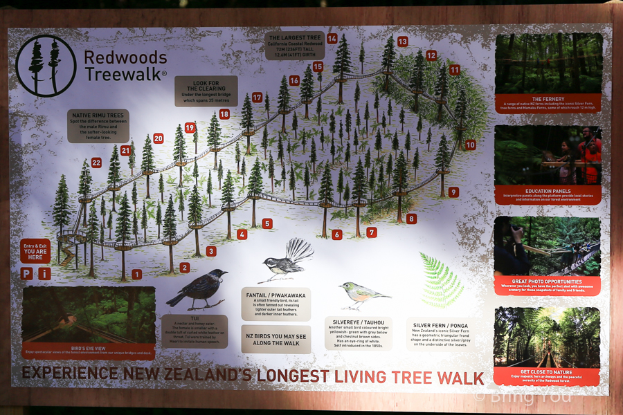 Redwoods Whakarewarewa Forest