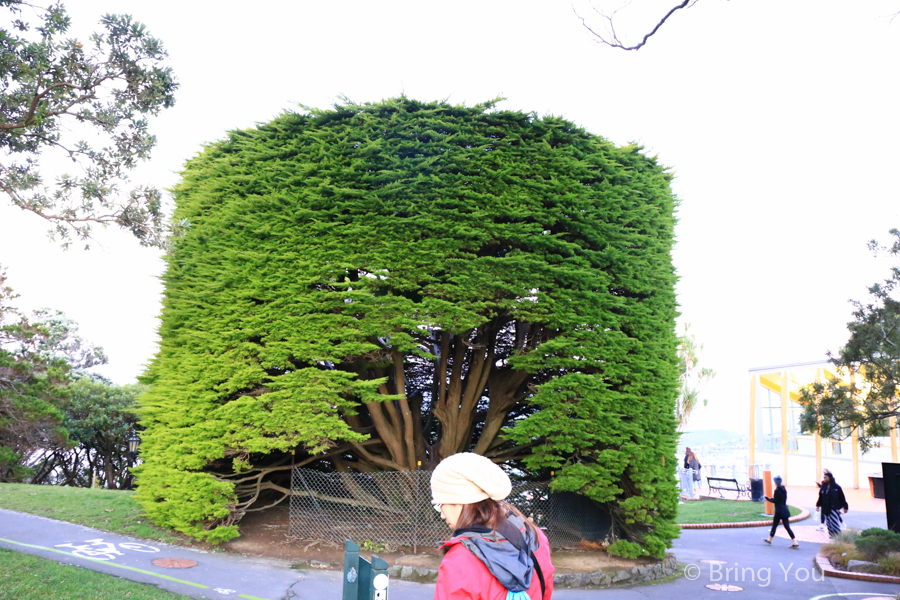 威靈頓植物園