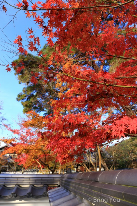 kyoto_maple_leaf-3