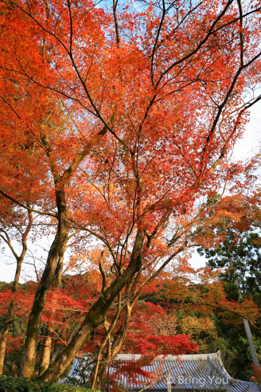 kyoto_maple_leaf-4