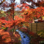 8 Best Fall Foliage Spots in Tokyo: Best Time to View Autumn Leaves and How to Dress Properly