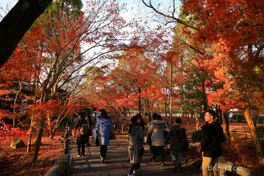 kyoto_maple_leaf-7