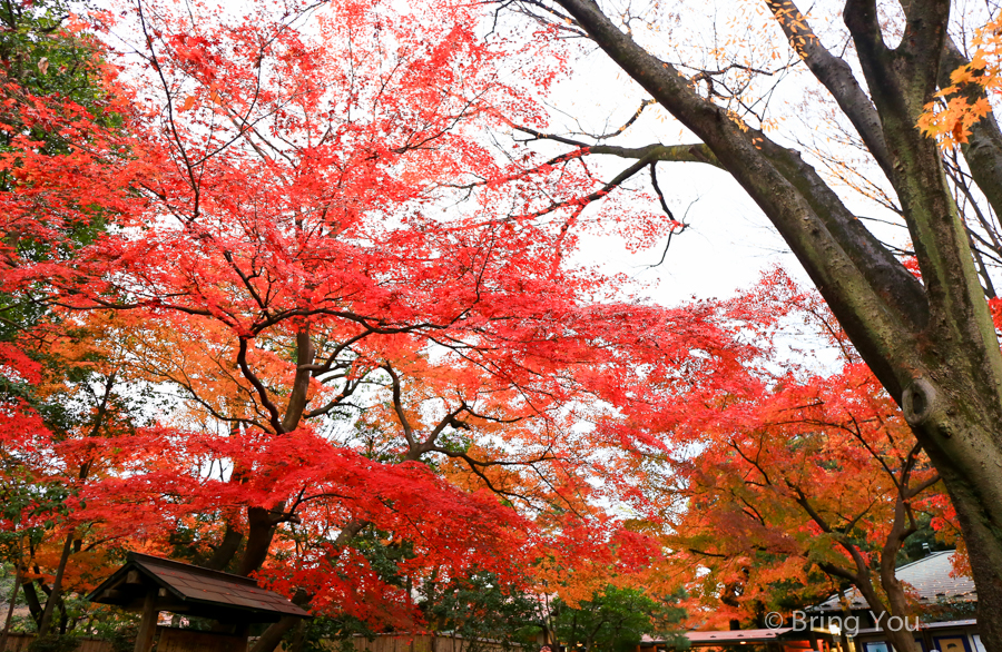 tokyo_garden_maple_leaf