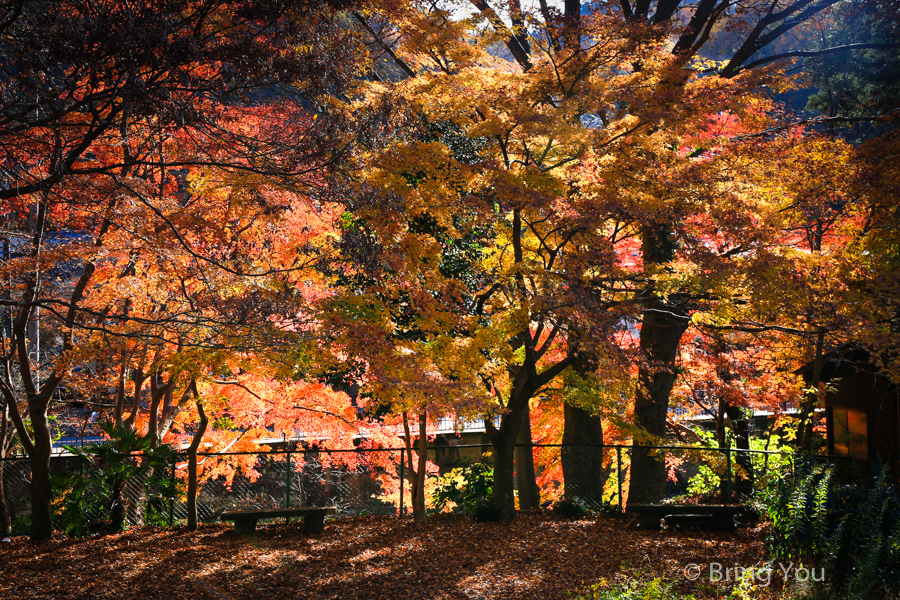 tokyo_mountain_maple_leaf