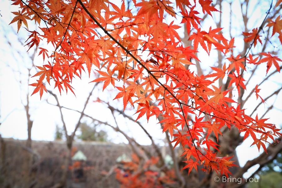 tokyo_park_maple_leaf-2