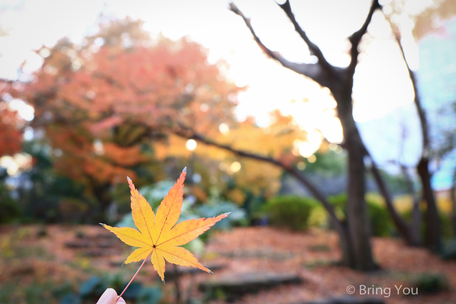 tokyo_park_maple_leaf
