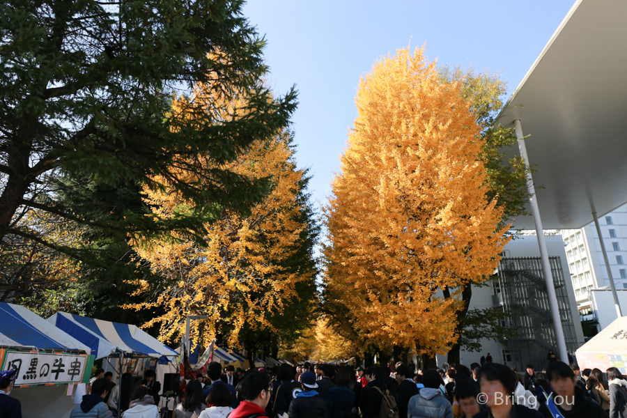 tokyo_university_gingko