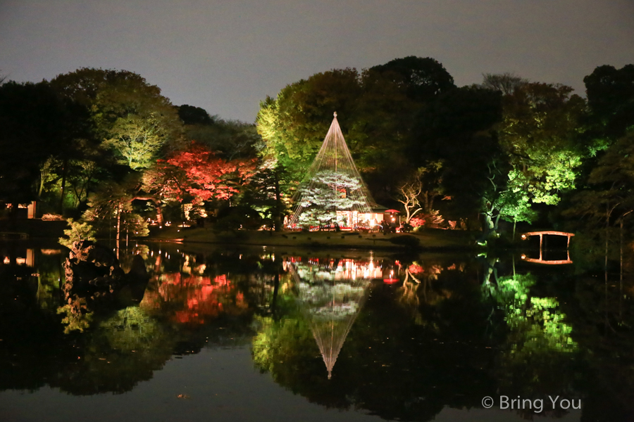 六義園夜楓