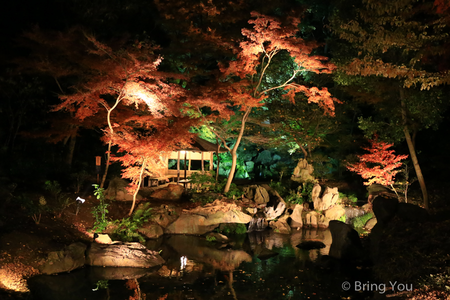 六義園夜楓