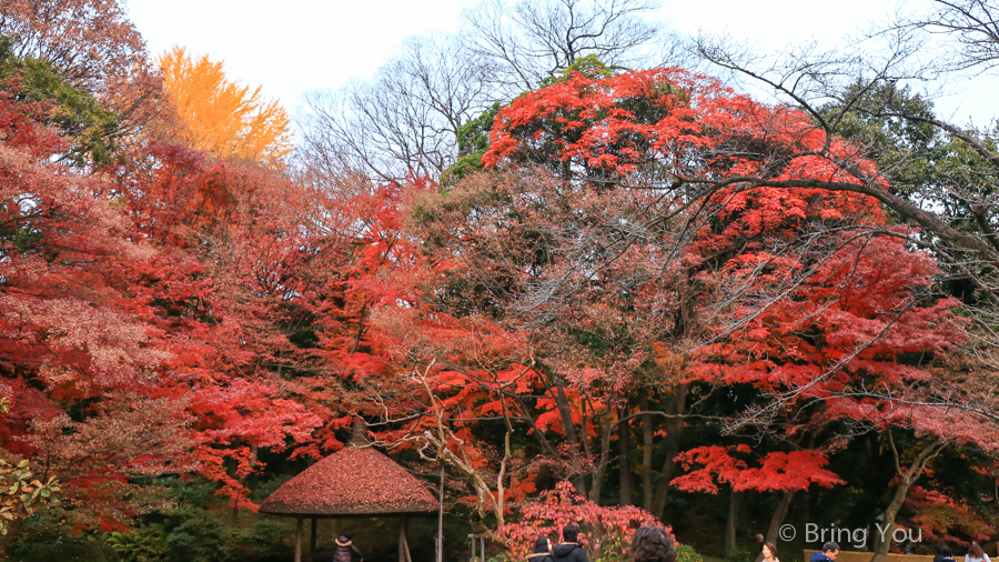 小石川後樂園賞楓