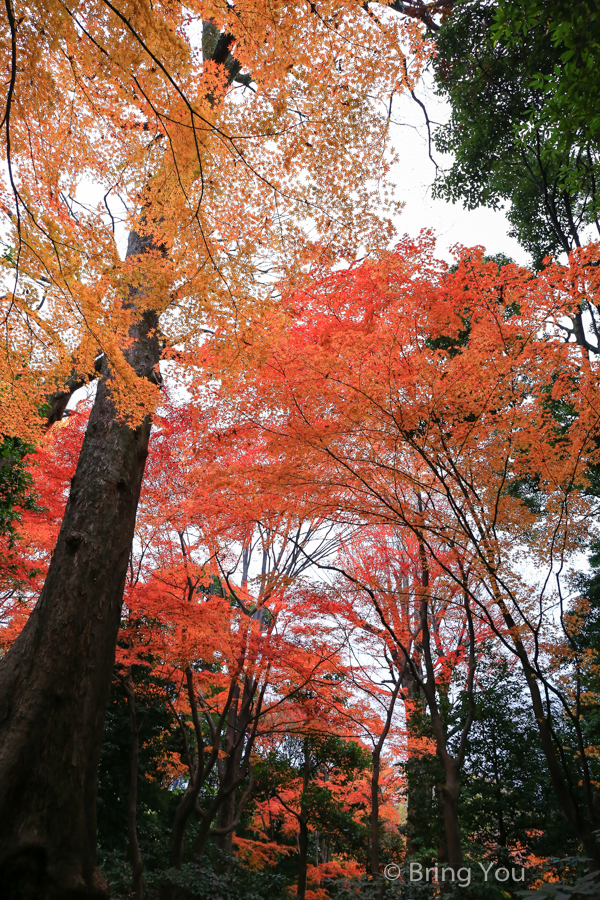 小石川后乐园赏枫