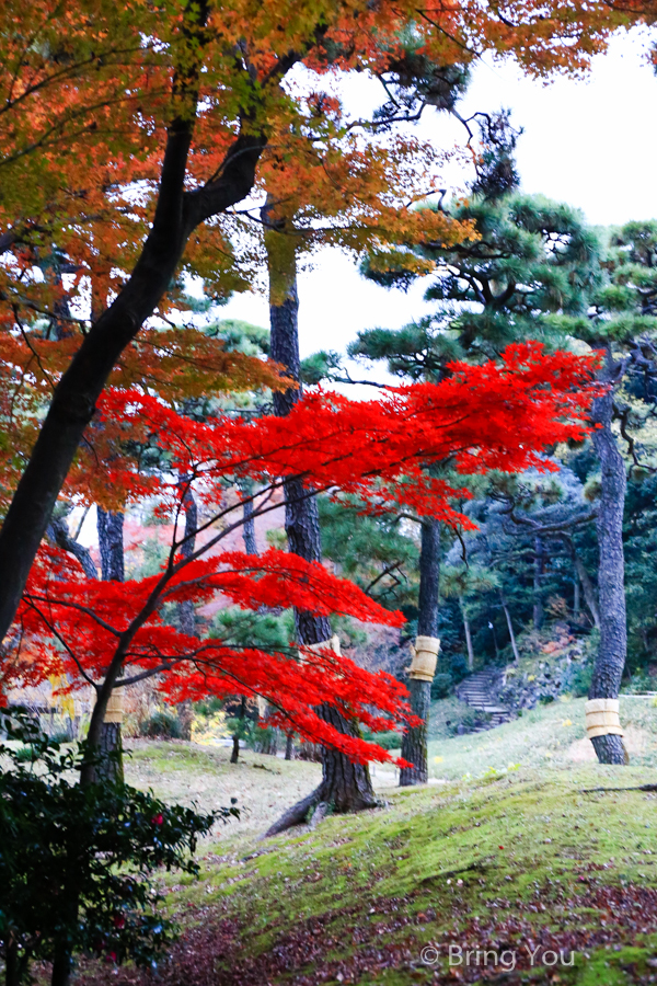 小石川後樂園賞楓