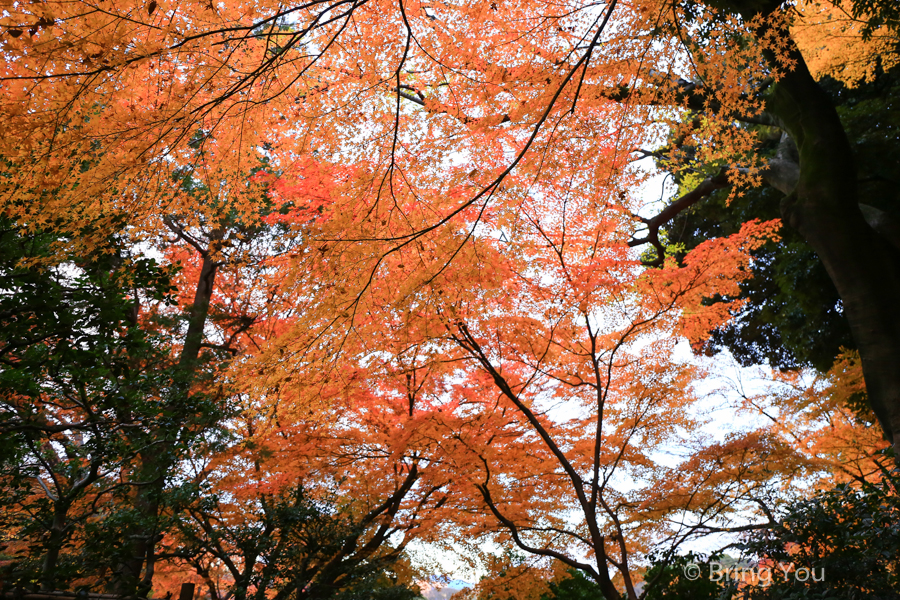 小石川後樂園賞楓