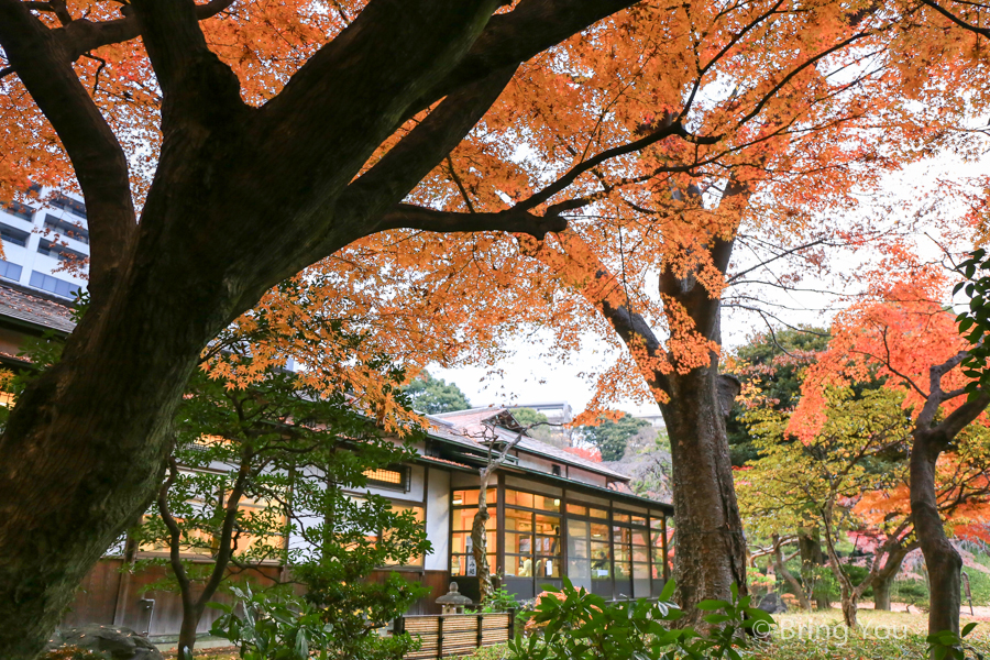 小石川後樂園賞楓