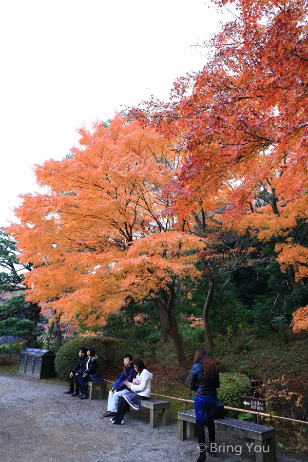 小石川後樂園賞楓