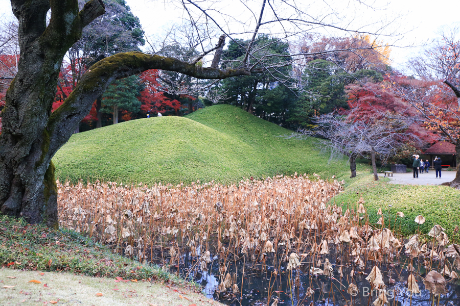 小石川後樂園賞楓