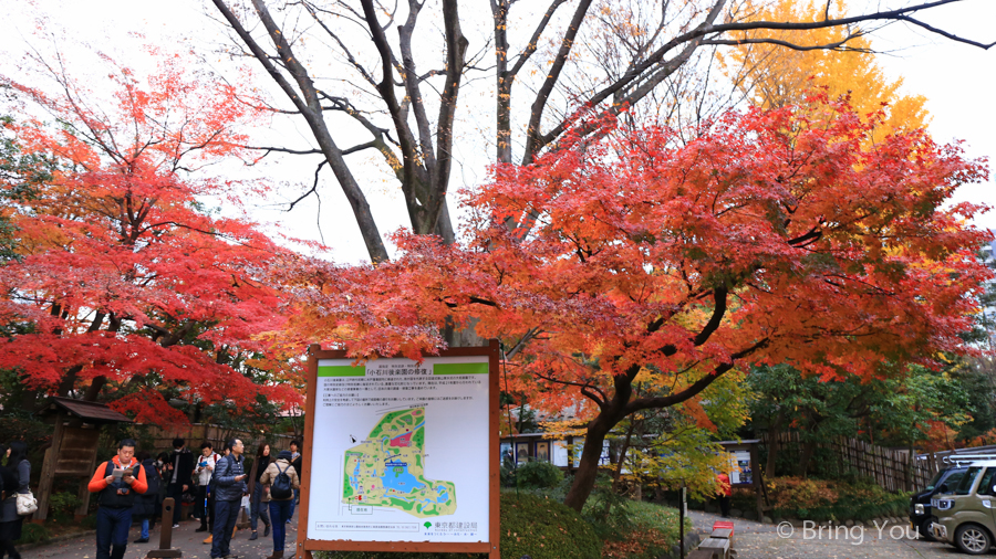 小石川後樂園賞楓