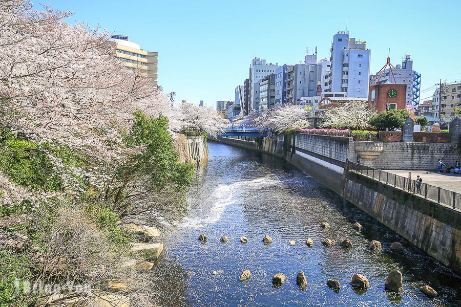 目黑川櫻花祭