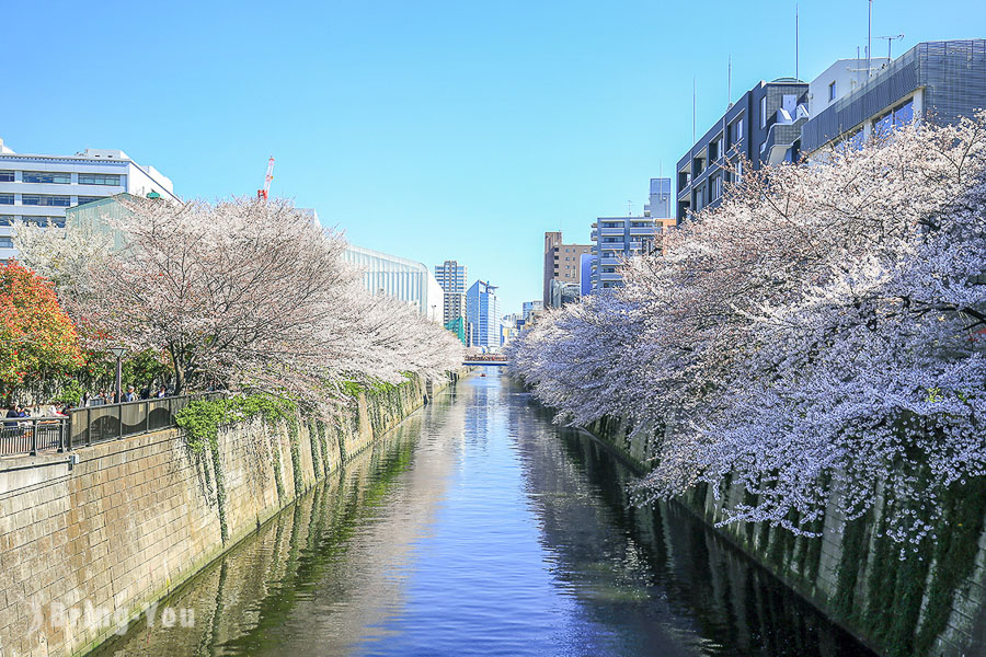 目黑川櫻花祭