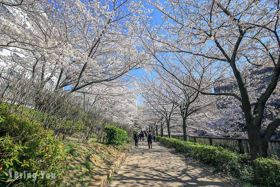 目黑川樱花祭