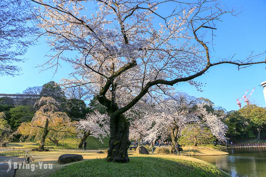 小石川後樂園賞櫻