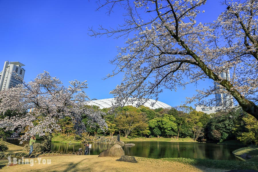 小石川后乐园赏樱