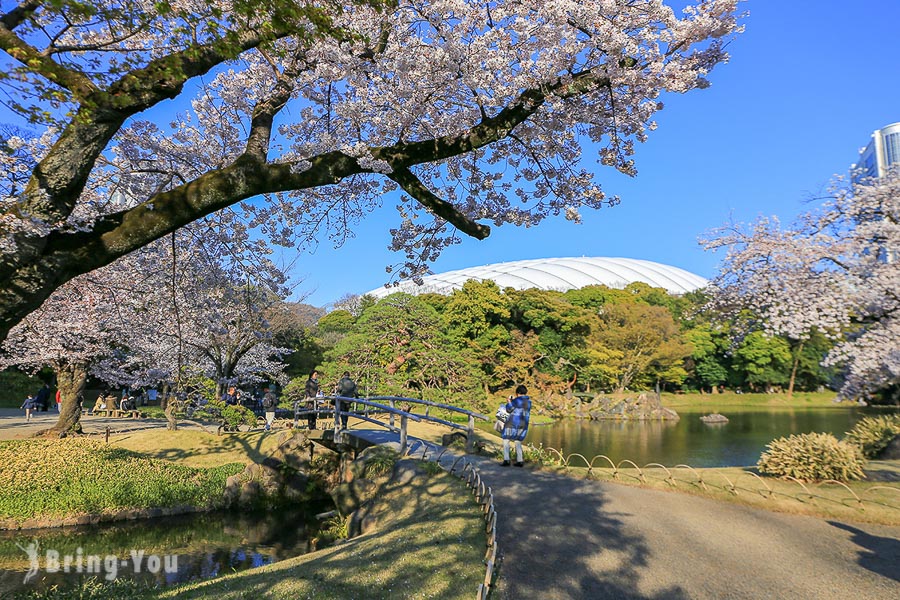 小石川後樂園賞櫻