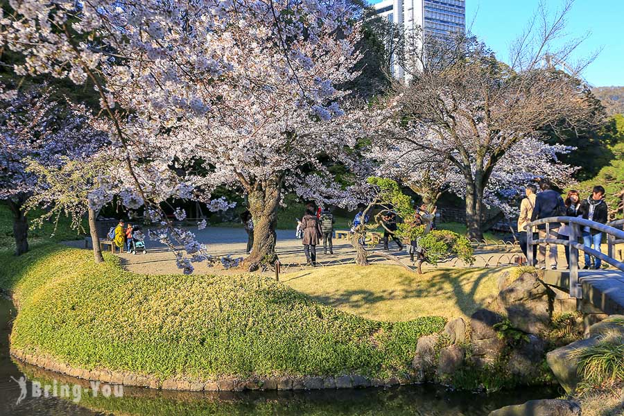 小石川後樂園賞櫻