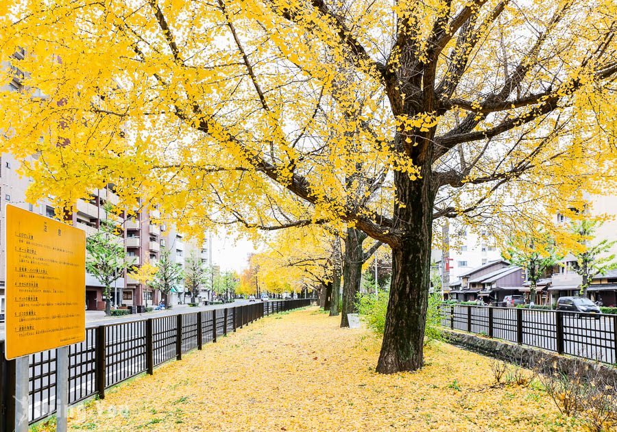 京都賞銀杏景點