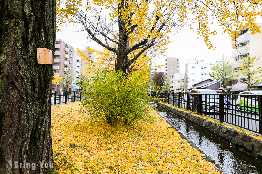 堀川通銀杏大道